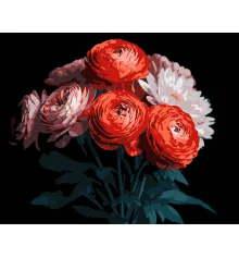 Картина по номерам Красные ранункулюсы на черном фоне 40Х50 (AH1250) купить в интернет магазине подарков ПраздникШоп