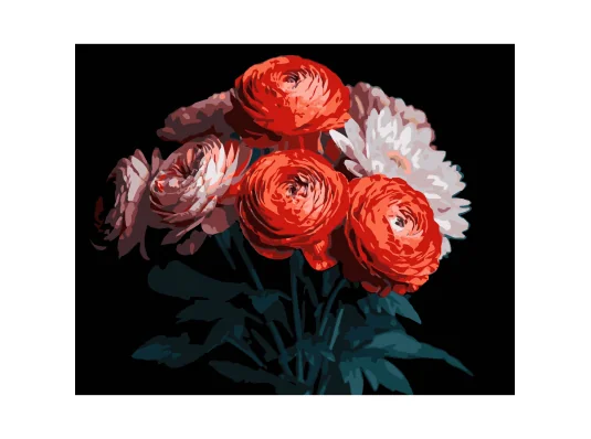 Картина по номерам Красные ранункулюсы на черном фоне 40Х50 (AH1250) купить в интернет магазине подарков ПраздникШоп