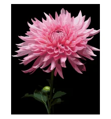 Картина по номерам Розовая георгина на черном фоне 40Х50 (AH1264) купить в интернет магазине подарков ПраздникШоп