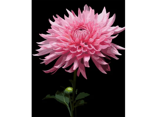 Картина по номерам Розовая георгина на черном фоне 40Х50 (AH1264) купить в интернет магазине подарков ПраздникШоп