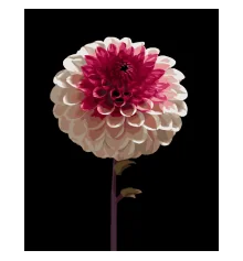 Картина по номерам Бело-розовый цветок на черном фоне 40Х50 (AH1266) купить в интернет магазине подарков ПраздникШоп