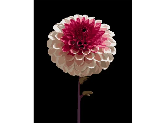 Картина по номерам Бело-розовый цветок на черном фоне 40Х50 (AH1266) купить в интернет магазине подарков ПраздникШоп