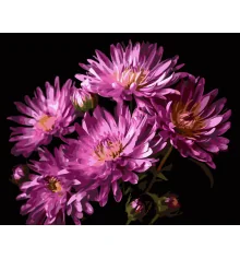 Картина по номерам Бархат георгин на черном фоне 40Х50 (AH1267) купить в интернет магазине подарков ПраздникШоп