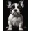 Картина по номерам Маленькая собака на черном фоне 40Х50 (AH1277)