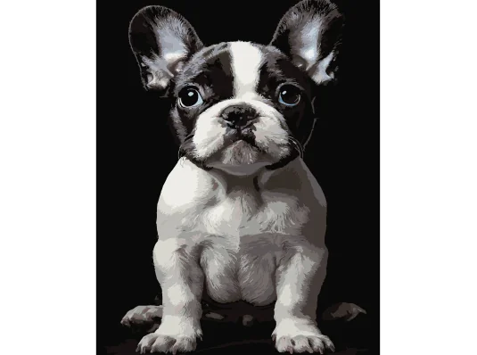 Картина по номерам Маленькая собака на черном фоне 40Х50 (AH1277) купить в интернет магазине подарков ПраздникШоп