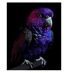 Картина по номерам Яркий попугай на черном фоне 40Х50 (AH1281) купить в интернет магазине подарков ПраздникШоп