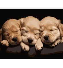 Картина по номерам Спящие собачки на черном фоне 40Х50 (AH1283) купить в интернет магазине подарков ПраздникШоп