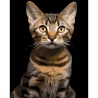 Картина по номерам Полосатый кот на черном фоне 40Х50 (AH1284)
