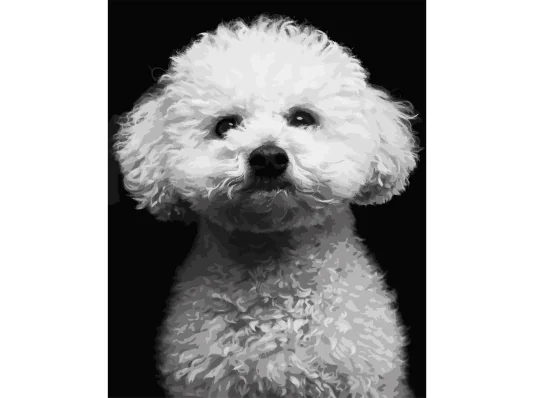 Картина по номерам Белый пудель на черном фоне 40Х50 (AH1287) купить в интернет магазине подарков ПраздникШоп