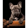 Картина по номерам Французский бульдог на черном фоне 40Х50 (AH1293)