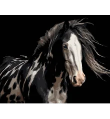 Картина по номерам Роскошная лошадь на черном фоне 40Х50 (AH1296) купить в интернет магазине подарков ПраздникШоп