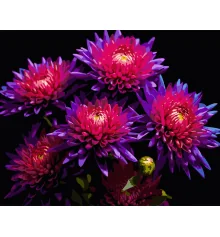 Картина по номерам Астры на черном фоне 40Х50 (AH1298) купить в интернет магазине подарков ПраздникШоп