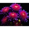 Картина за номерами Айстри на чорному фоні 40Х50 (AH1298)