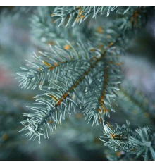 Елка Yes! Fun h-2 купить в интернет магазине подарков ПраздникШоп