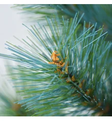 Сосна искуственная Yes! Fun h-0 купить в интернет магазине подарков ПраздникШоп